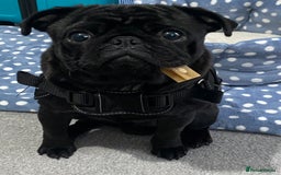 Pug dogs for sale: Pug for sale  - Image 2
