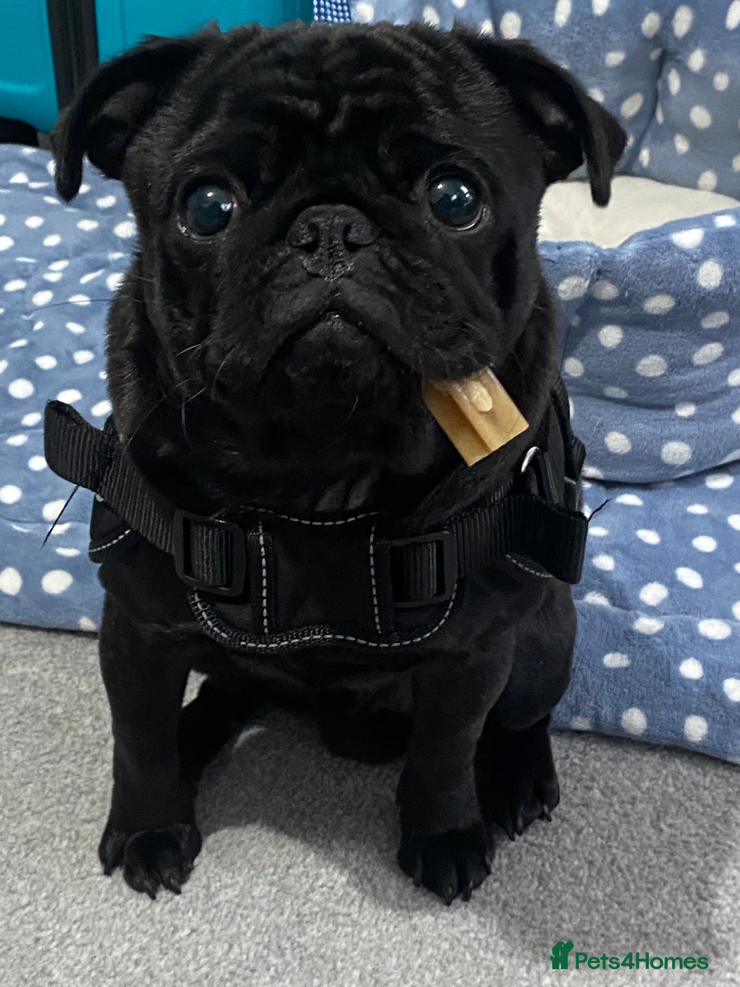 Pug dogs for sale: Pug for sale  - Image 2