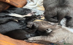 Cane Corso dogs for sale: 🐾Cane Corso Pups ready for Their Forever Homes!🐾 - Image 4