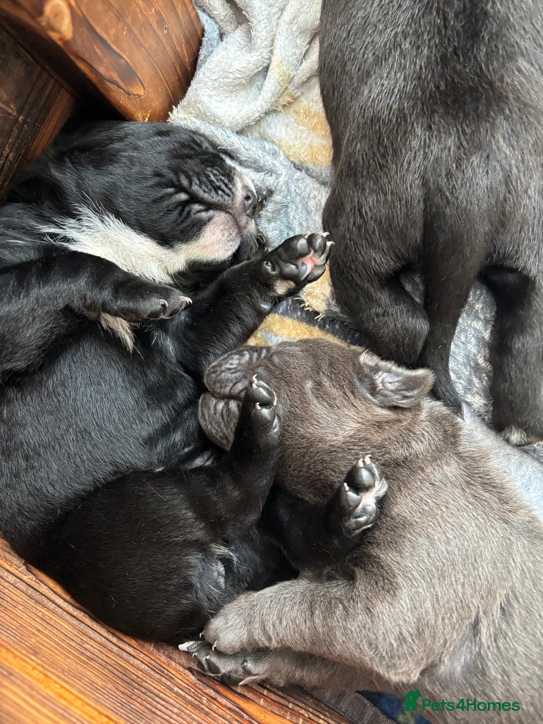 Cane Corso dogs for sale: 🐾Cane Corso Pups ready for Their Forever Homes!🐾 - Image 4