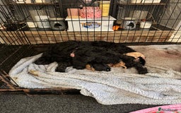 Cockapoo dogs for sale: 7 Cockapoo puppies  - Image 8