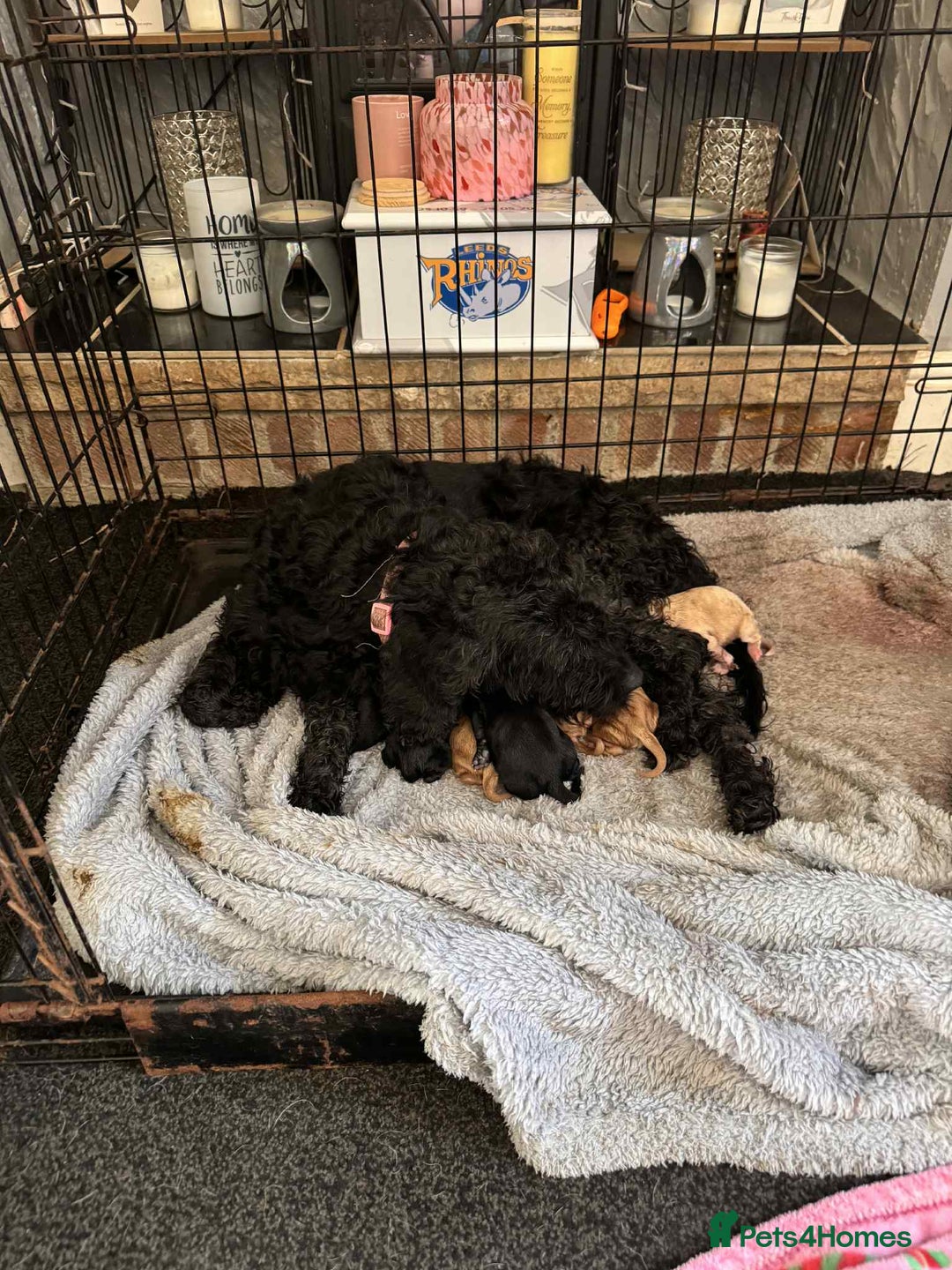 Cockapoo dogs for sale: 7 Cockapoo puppies  - Image 8