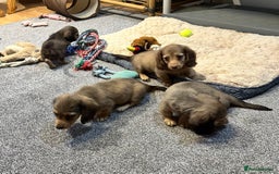 Miniature Dachshund dogs for sale: Gorgeous shaded cream pups - Image 7
