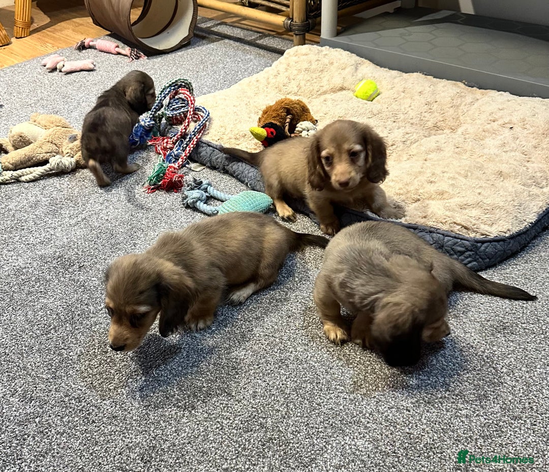 Miniature Dachshund dogs for sale: Gorgeous shaded cream pups - Image 7
