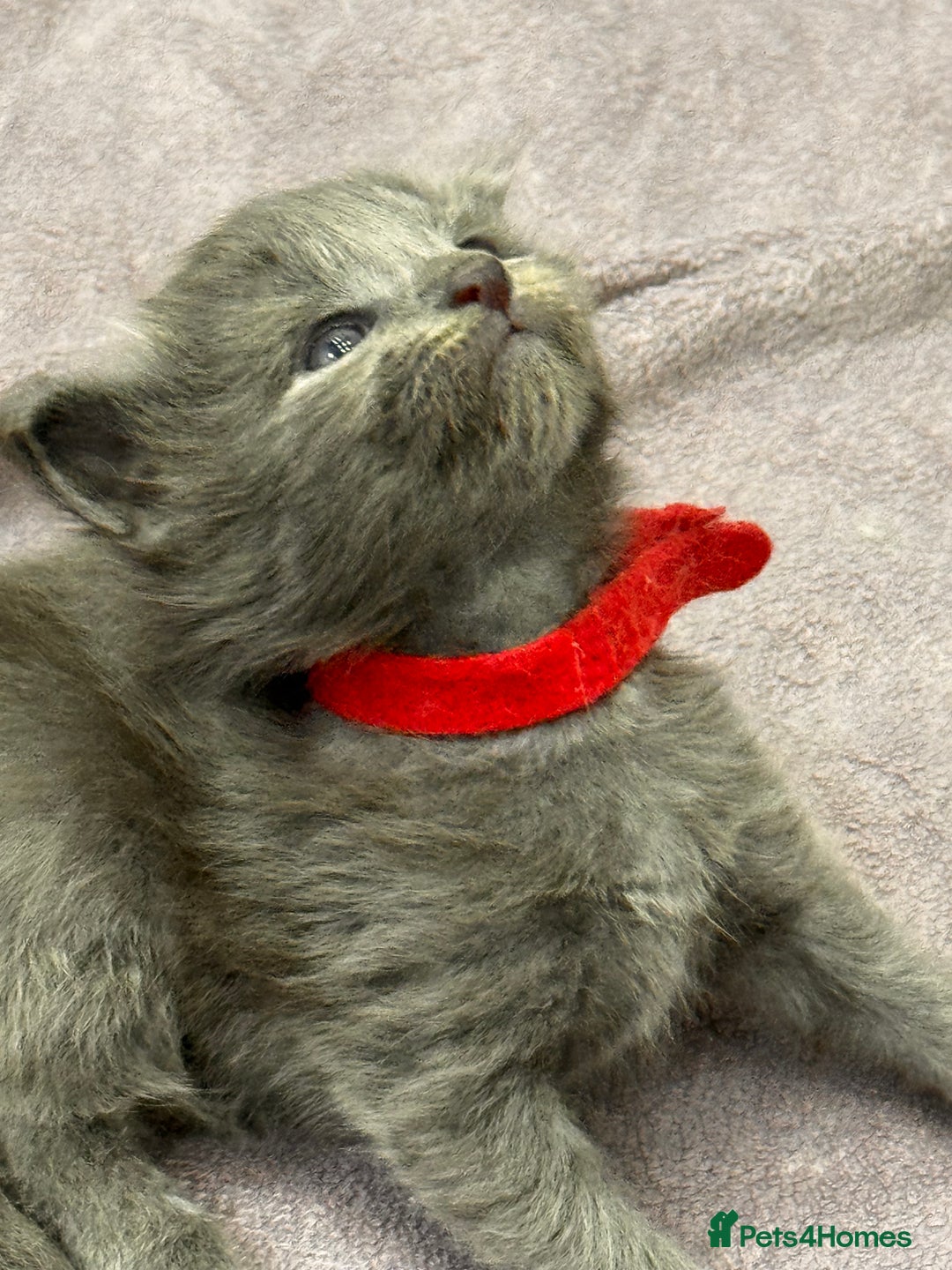 Maine Coon cats for sale: Purebred Blue Maincoon Kittens  - Image 20