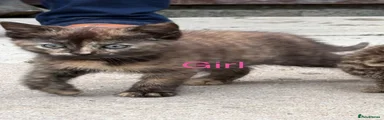 Mixed Breed 3