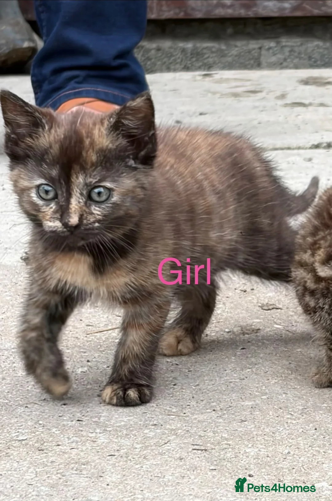 Mixed Breed cats for sale: Friendly farm kittens  - Advert 11