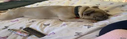 French Bulldog dogs for sale: Looking for rehome  in Preston - Advert 5