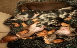 Miniature Dachshund dogs for sale: Stunning litter of miniature dachshunds - Image 2