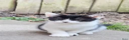 Mixed Breed cats for sale: 3 bicolor kitten  - Advert 4