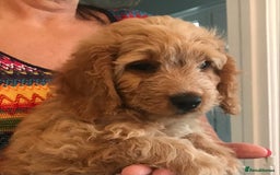 Cockapoo dogs for sale: 🐩🐶STUNNING F1 COCKAPOO PUPPIES🐶🐩 - Image 11