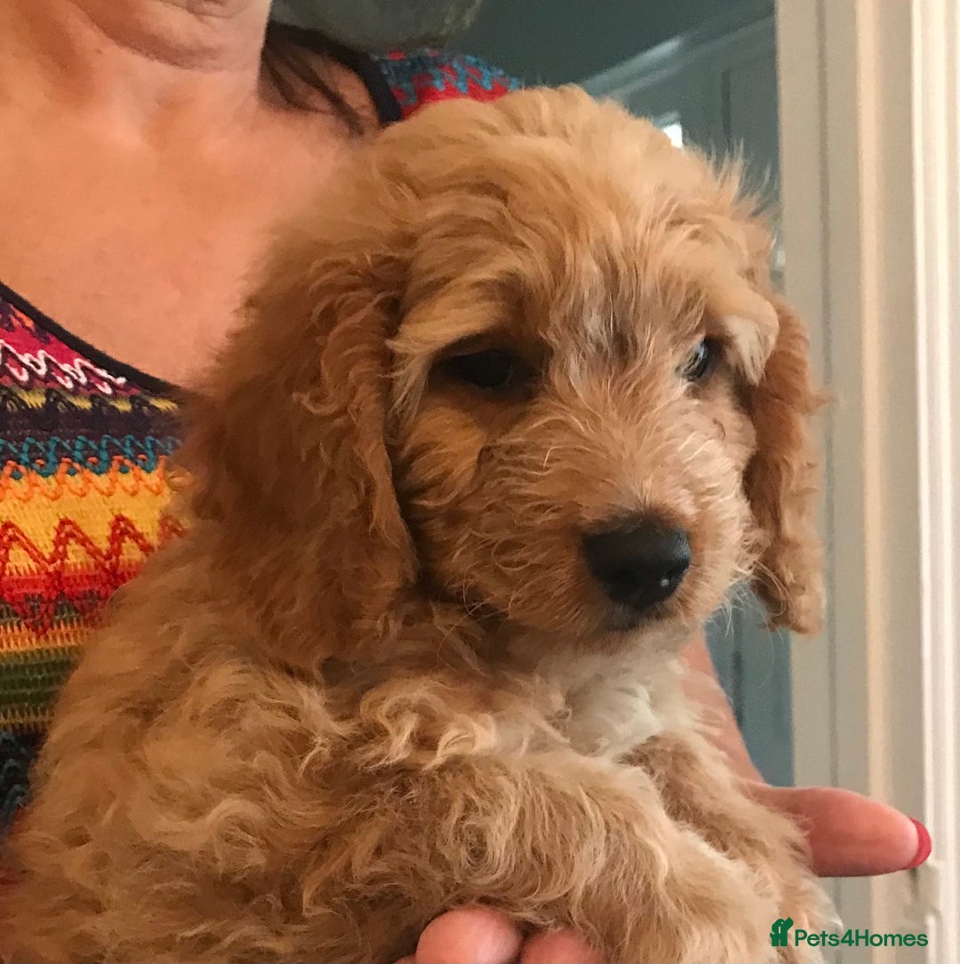 Cockapoo dogs for sale: 🐩🐶STUNNING F1 COCKAPOO PUPPIES🐶🐩 - Image 11