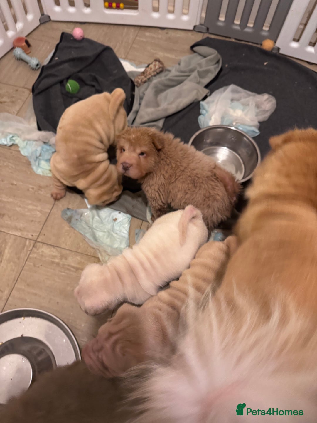 Shar Pei dogs for sale: MALE BABY SHAR PEI - Advert 7