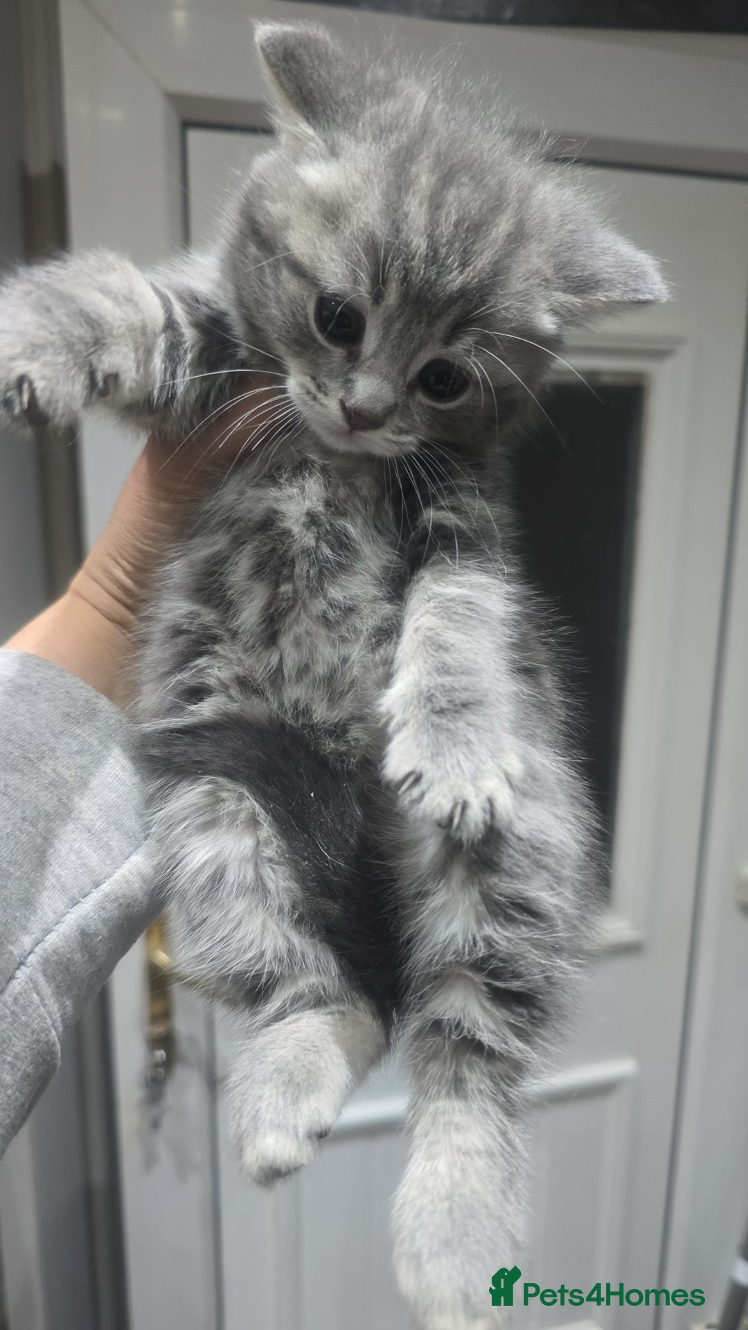 British Shorthair cats for sale: British shorthair - Image 5