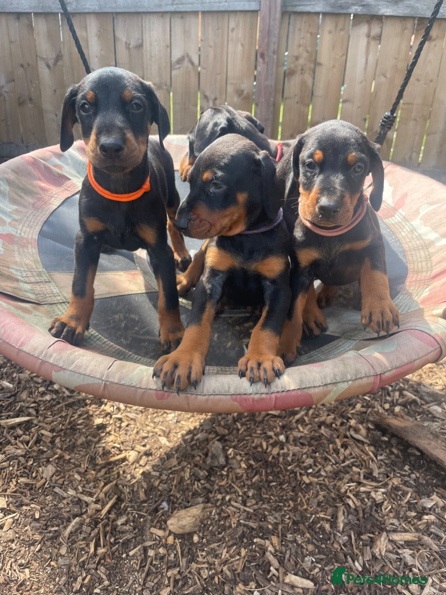 Dobermann dogs Doberman puppies  - Advert 16