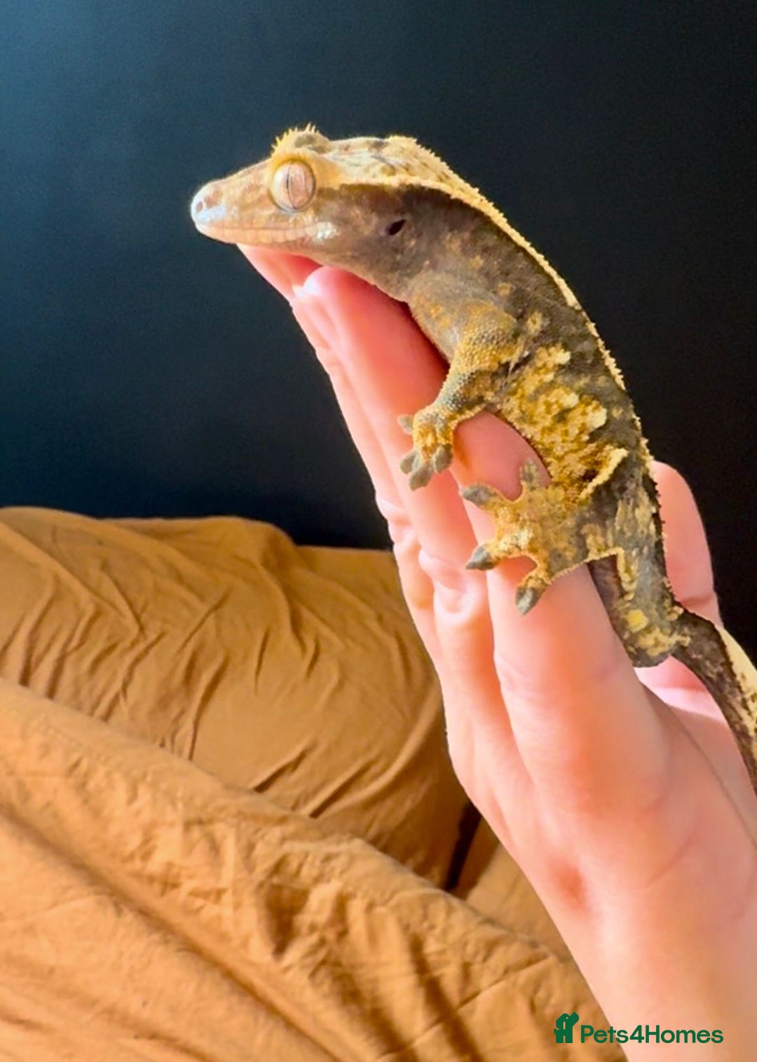 Gecko reptiles for sale: Fire Pinstripe Morph Crested Gecko - Advert 6