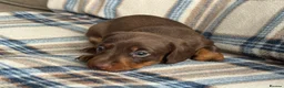 Miniature Dachshund dogs for sale: Miniature dachshunds chocolate and tan  - Advert 5
