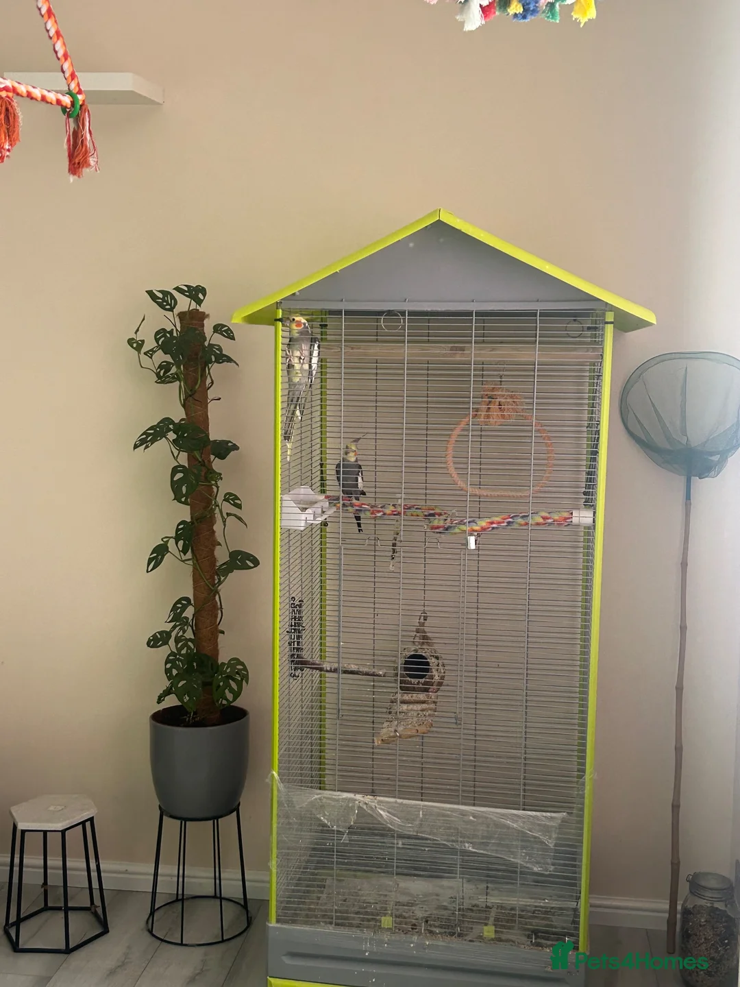 Cockatiels birds for sale: 2 Cockatiels, cage & accessories included  - Advert 5