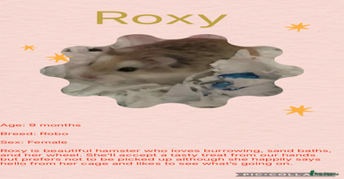 Hamster rodents - Advert 9