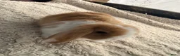 Mini Lop rabbits for sale: 5 stunning mini lops - Advert 2