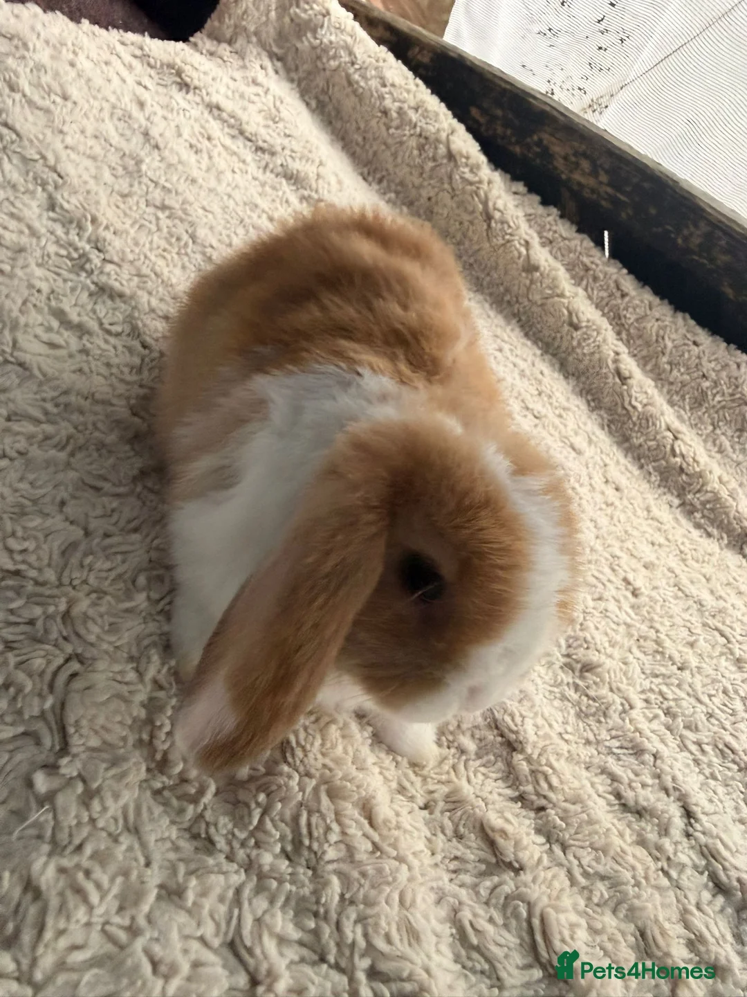 Mini Lop rabbits for sale: 5 stunning mini lops - Advert 2