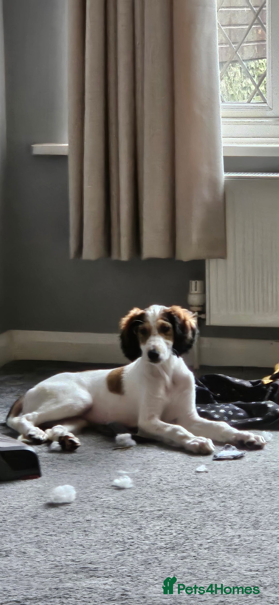 Saluki dogs for sale: Reduced registered saluki pup - Advert 6