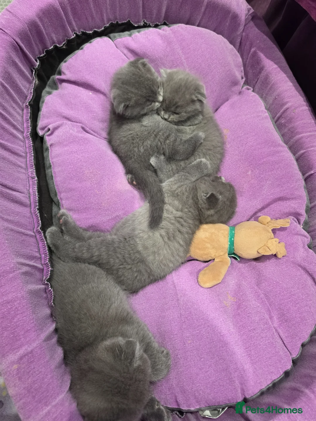Scottish Fold cats for sale: 4 kittens  in Southend-on-Sea - Advert 6