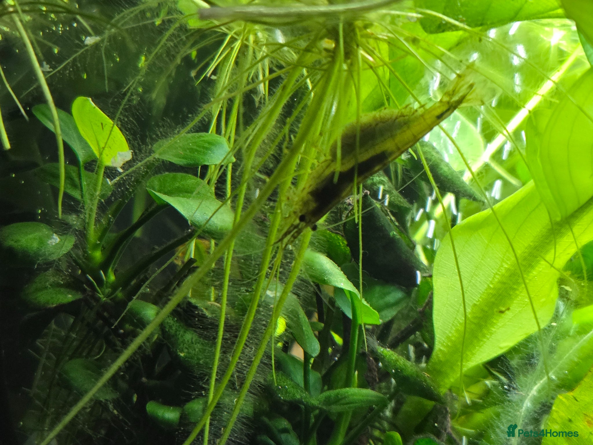 Other/Mixed Breed fish Full tank set up - Advert 2