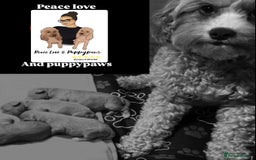 Cavapoo dogs for sale: Cavapoo boy 5 star licensed breeder - Image 5