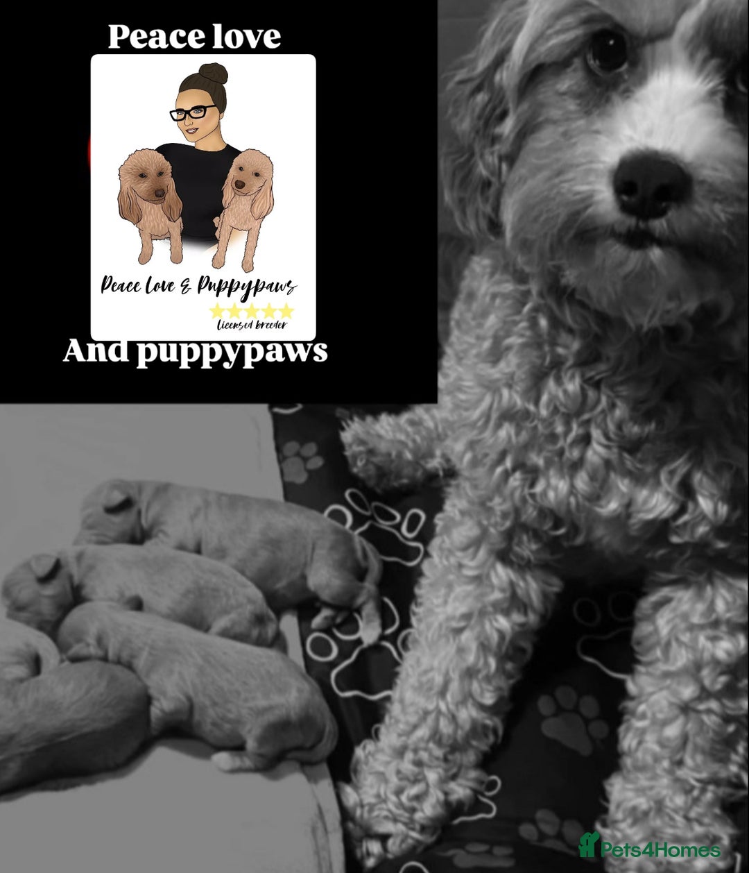 Cavapoo dogs for sale: Cavapoo boy 5 star licensed breeder - Image 5