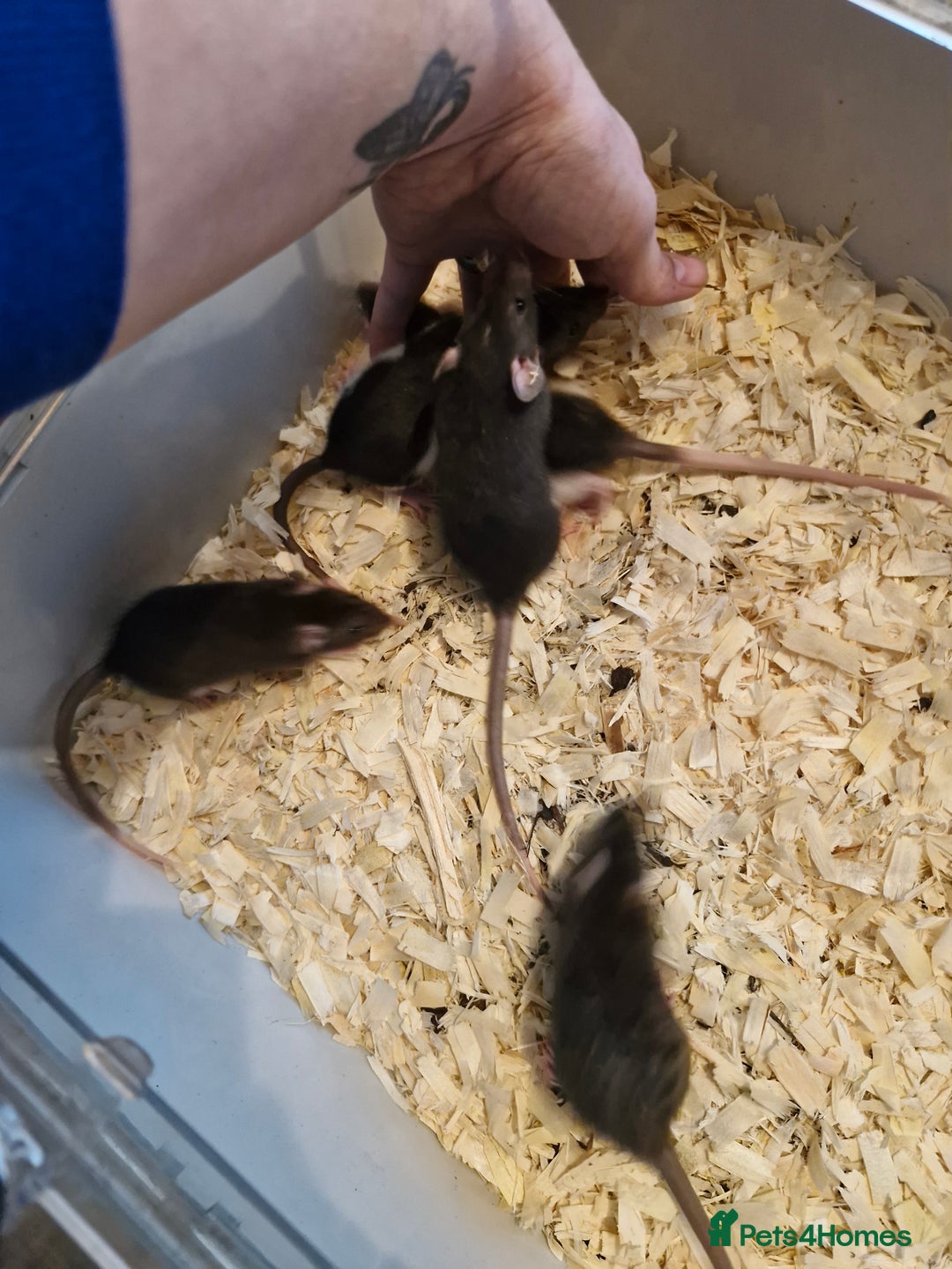Rat rodents for sale: 6 beautiful Female Rats - Image 13