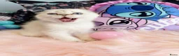 Scottish Fold cats for sale: 🐾 Stunning Scottish Fold Girl  🐾 - Advert 22