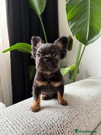 French Bulldog dogs - Advert 6