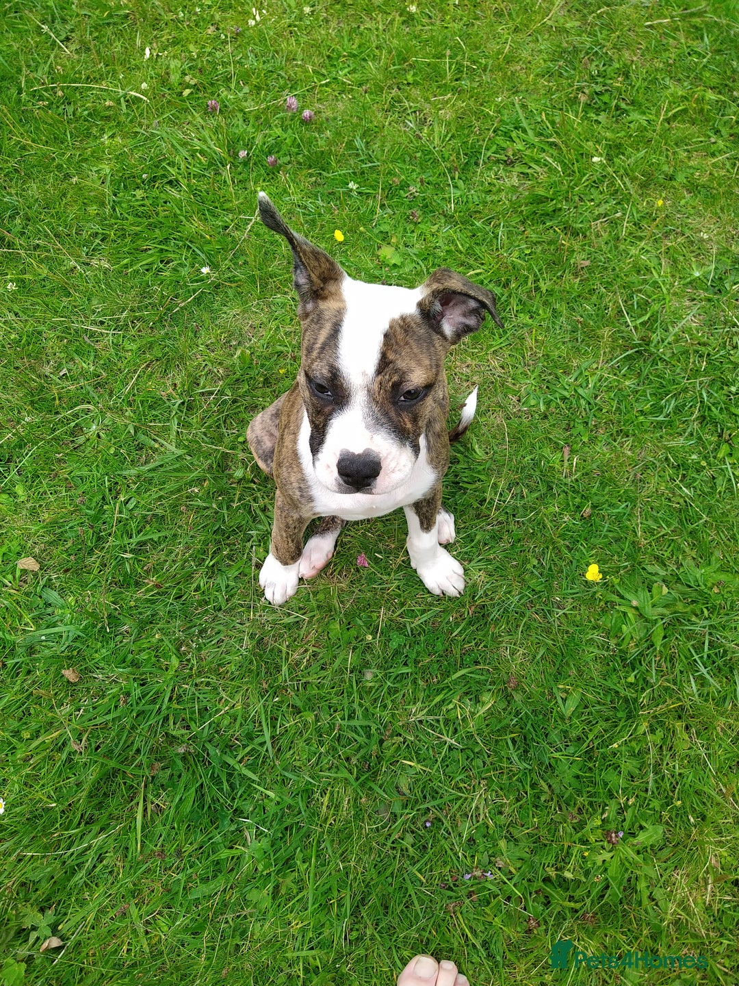 Mixed Breed dogs for sale: Older English bulldog cross staffy - Image 5