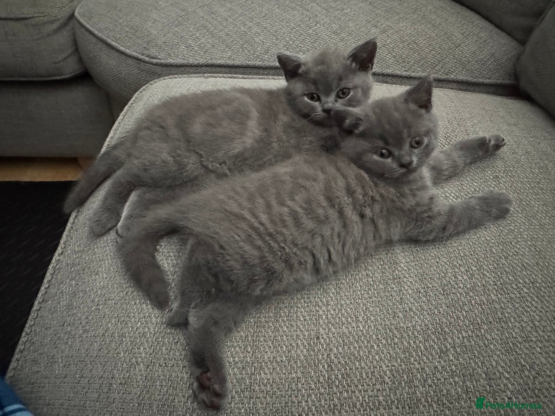 British Shorthair cats for sale: 💙 GCCF British Blue Boys – Ready Soon 💙 - Image 14