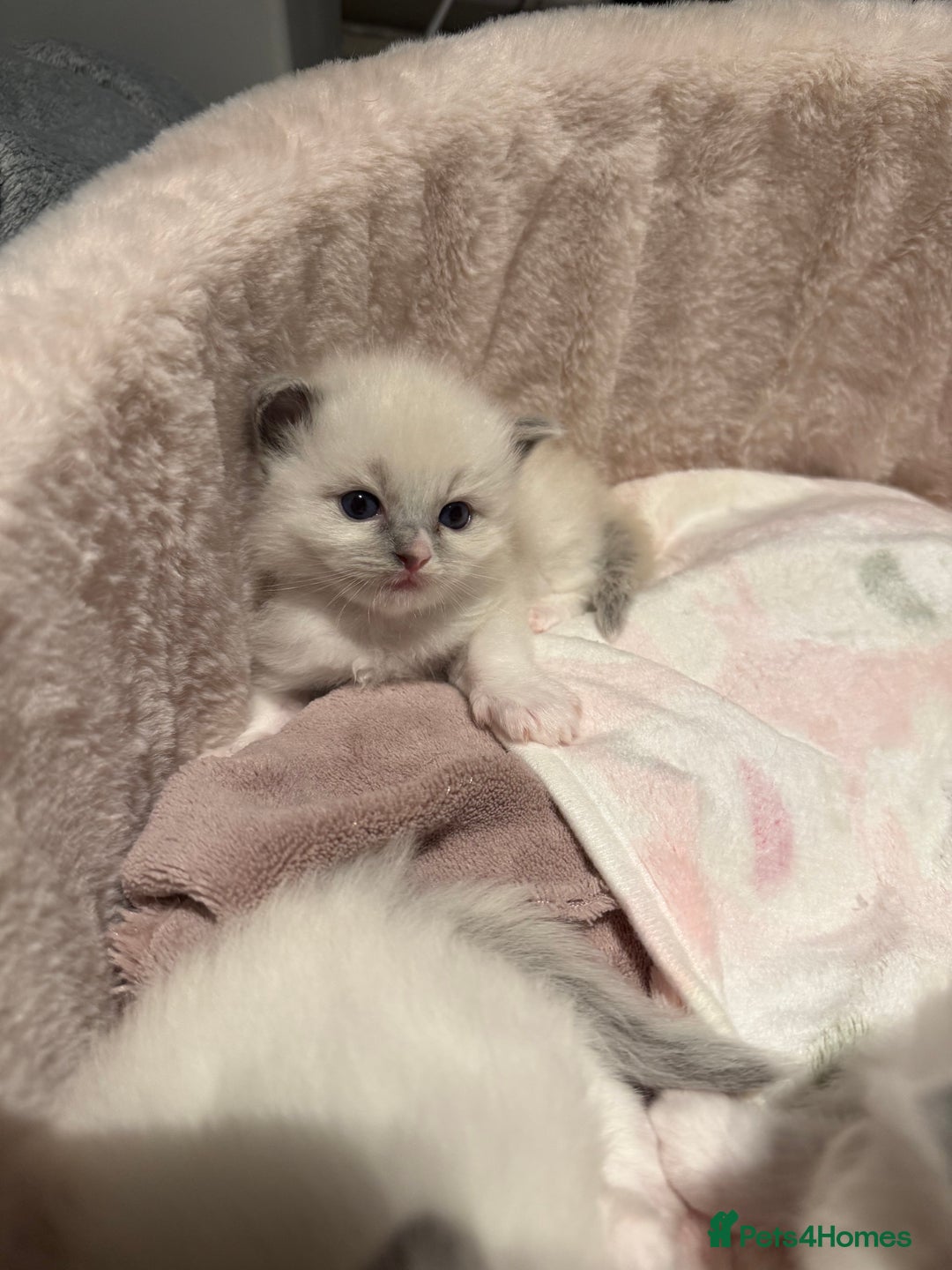 Ragdoll cats for sale: Purebred Ragdolls – Ready to Reserve Now 🍼 - Advert 30
