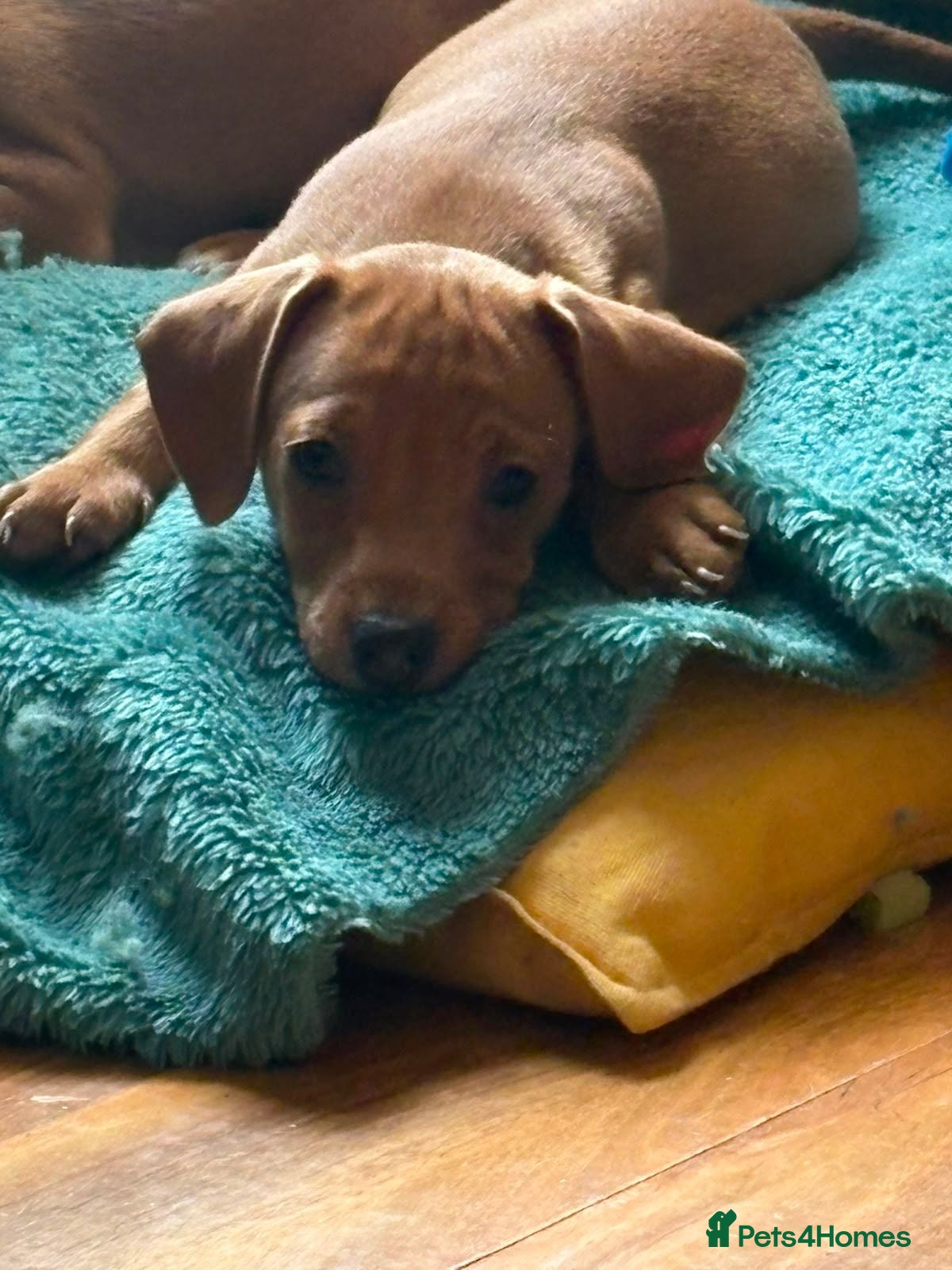 Jackshund dogs Jack Russell x dachshund Ready to leave  - Advert 1