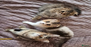 Scottish Fold cats - Advert 2