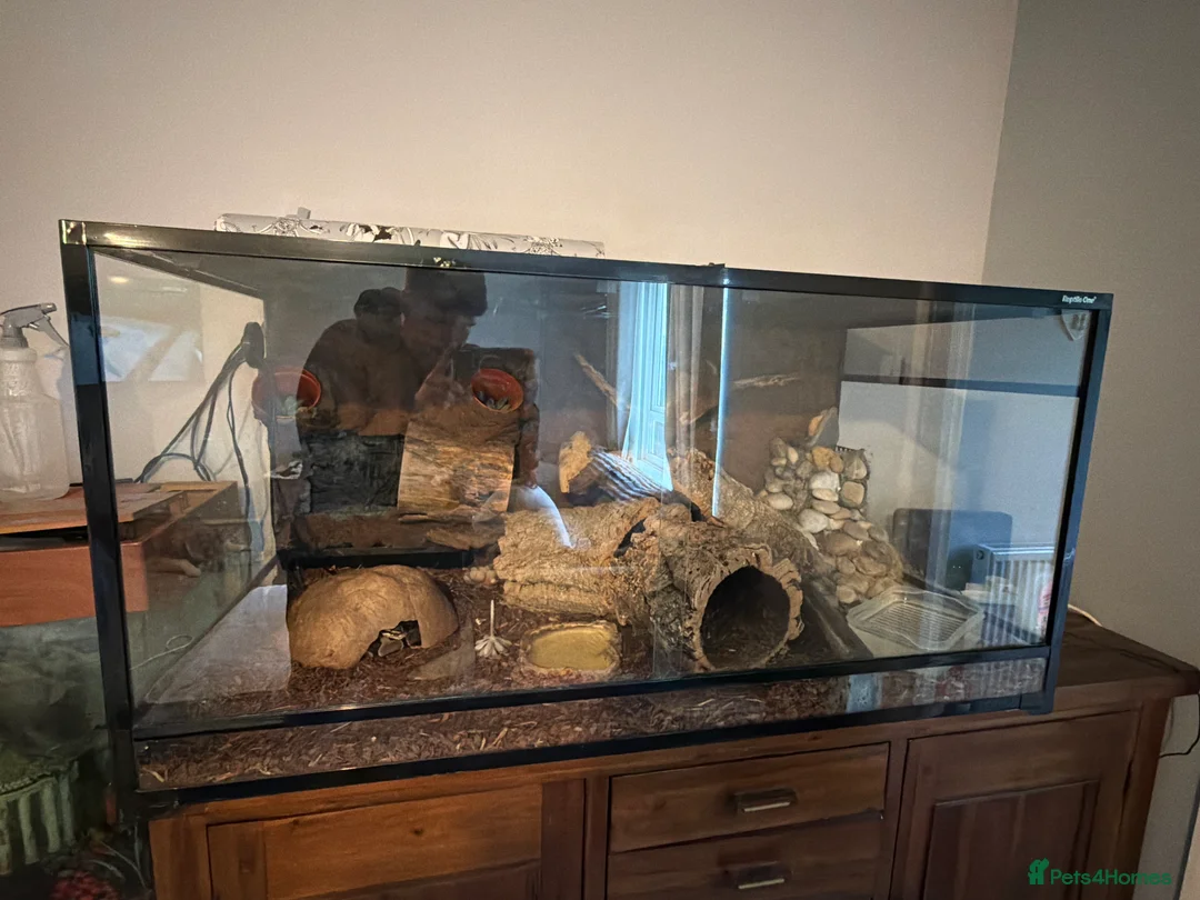 Python Snake reptiles for sale: Royal python (ball Python) - Advert 4