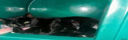 Mixed Breed cats for sale: 4 mixed kittens for sale in Edinburgh - Advert 6