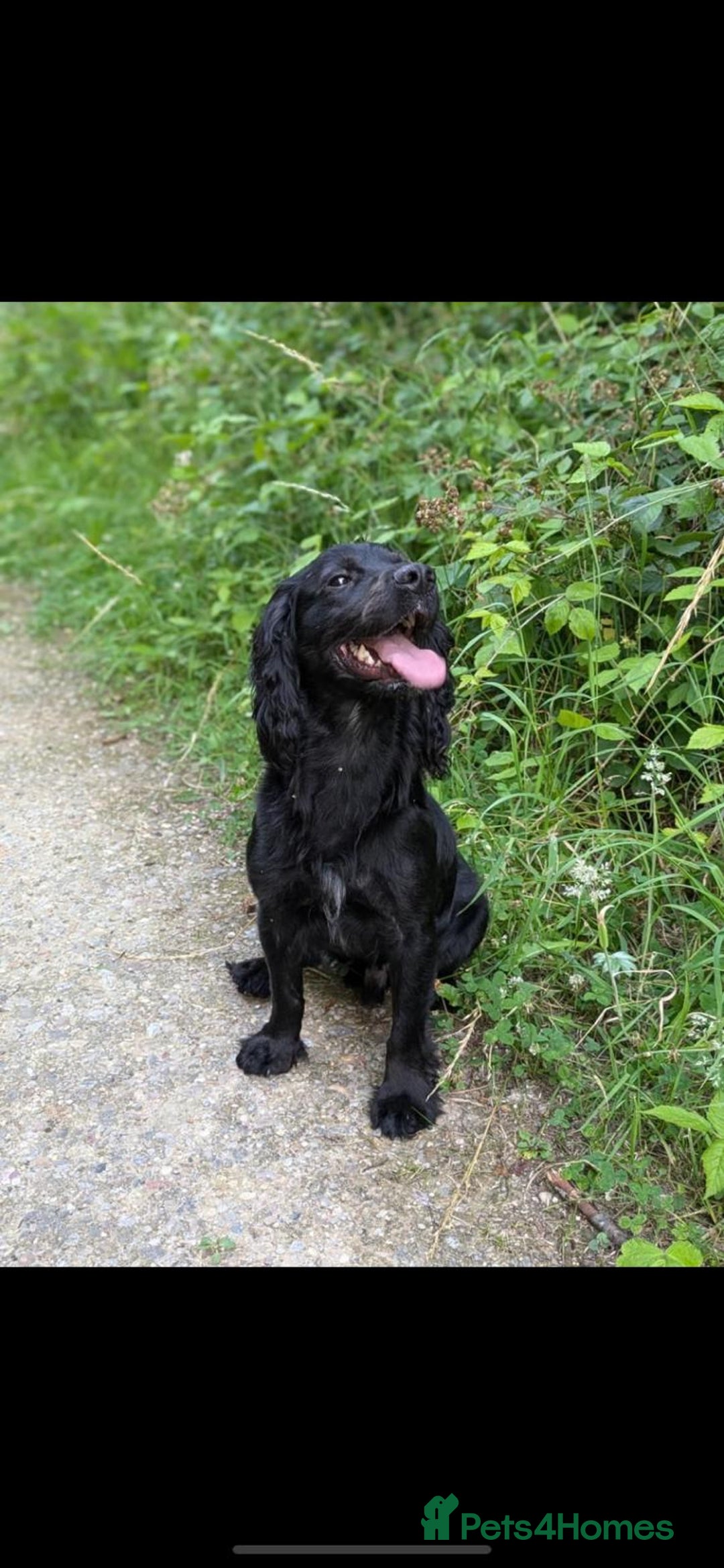 Cocker Spaniel dogs for sale: Boy cocker  - Advert 1