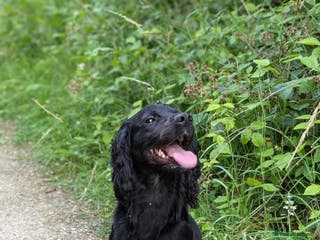 Cocker Spaniel dogs Boy cocker - Advert 2