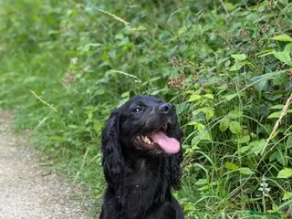 Cocker Spaniel dogs Boy cocker - Advert 6