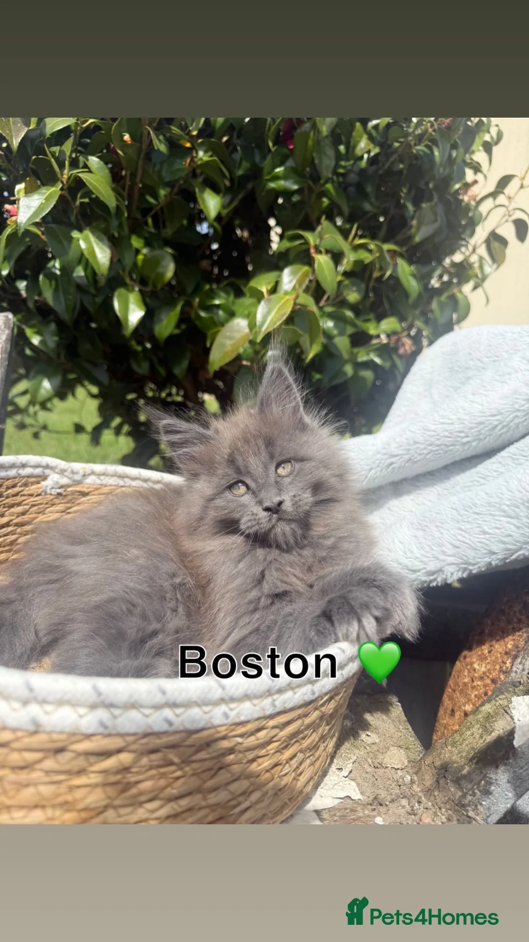 Maine Coon cats for sale: 3 Maine coon boys  - Advert 2