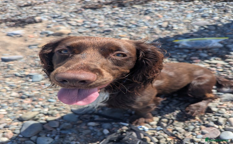 Cocker Spaniel dogs - Advert 8