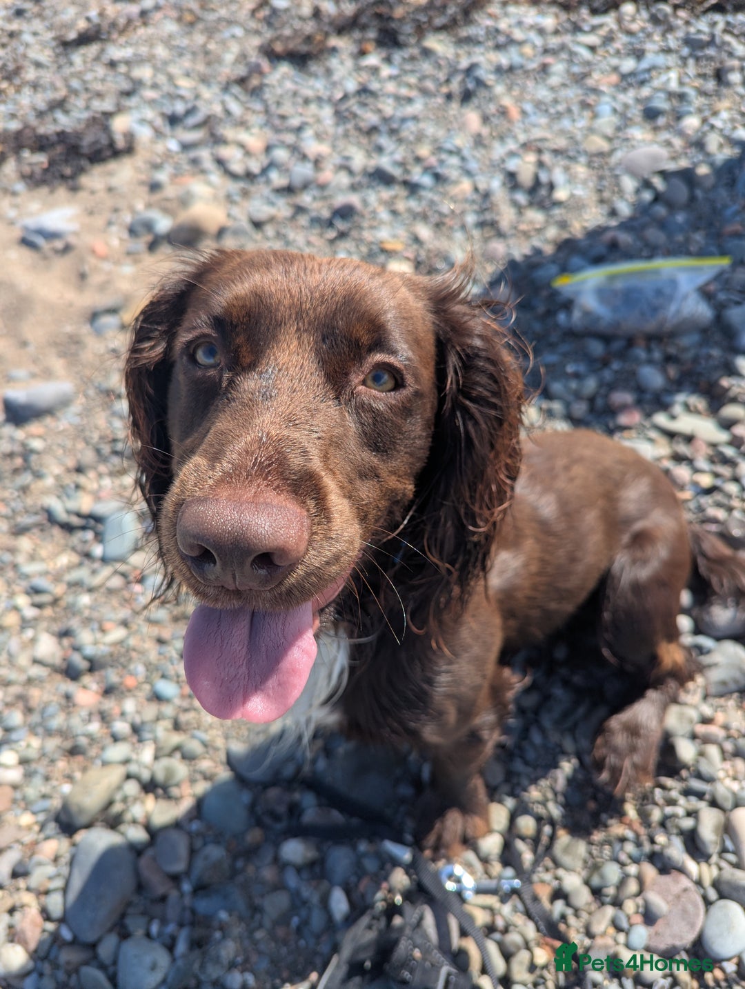 Cocker Spaniel dogs for sale: KC Registered Cocker Spaniel  - Image 1