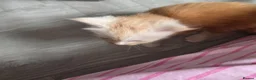 Maine Coon cats for sale: PEDIGREE MAINE COON KITTENS  - Advert 13
