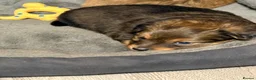 Mixed Breed dogs for sale: Small mixed breed puppies for sale  in Gloucester - Advert 15