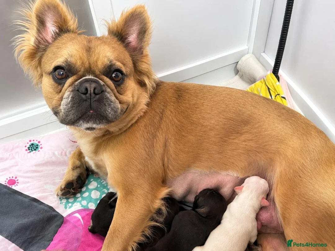 French Bulldog dogs for sale: Adorable Fluffy French Bulldog Puppies - Advert 2