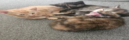 Mixed Breed cats for sale: Beautiful mixed ginger calico kittens for sale - Advert 11